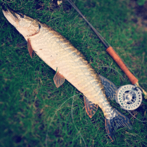 Pike Fishing